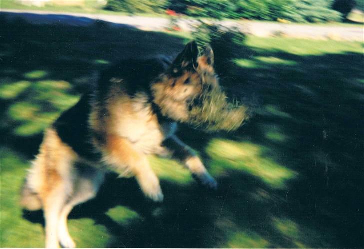 Schæferhund Tenna *RIP 2001* - Hjælper med havearbejdet.. Man er vel en brugshund ; ) billede 4