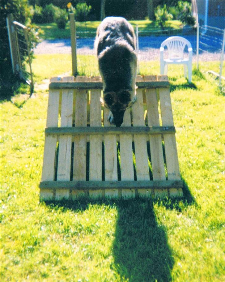 Schæferhund Tenna *RIP 2001* - Min svoger byggede et lille A til os vi kunne øve på hjemme i haven =) billede 5
