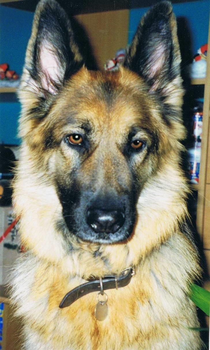 Schæferhund Tenna *RIP 2001* - Såååå rare øjne <3 billede 6