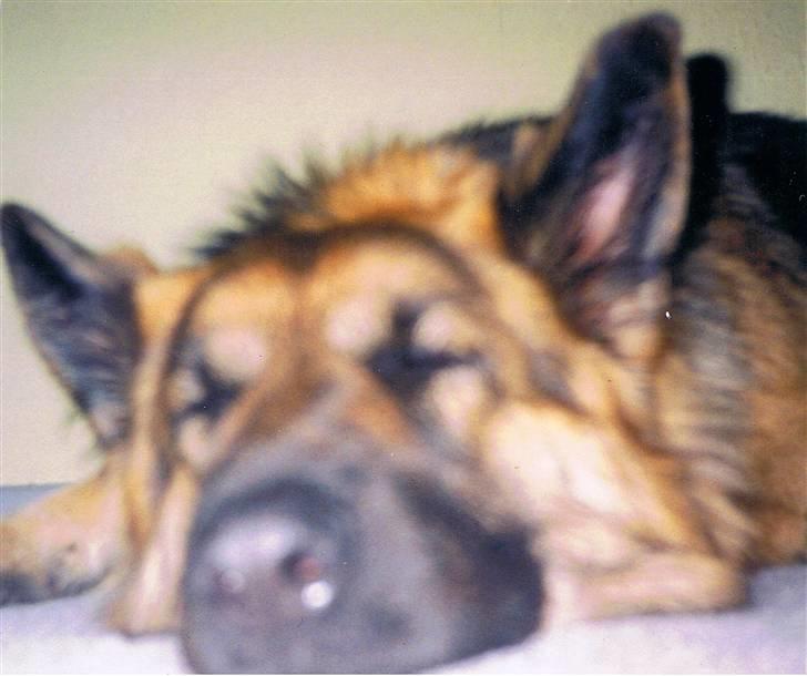 Schæferhund Tenna *RIP 2001* - ZzzZzzzzz billede 7