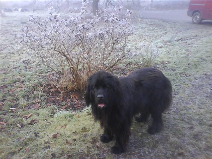 Newfoundlænder Ronja <'3 - vinter &&´ glad billede 12