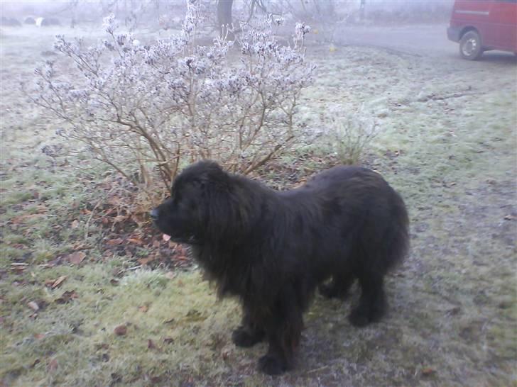 Newfoundlænder Ronja <'3 - stor piih billede 13