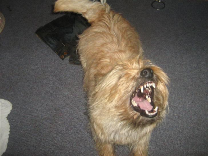 Cairn terrier Hyldahl's Bamse <3 billede 20