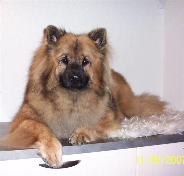 Eurasier  Chanti billede 20