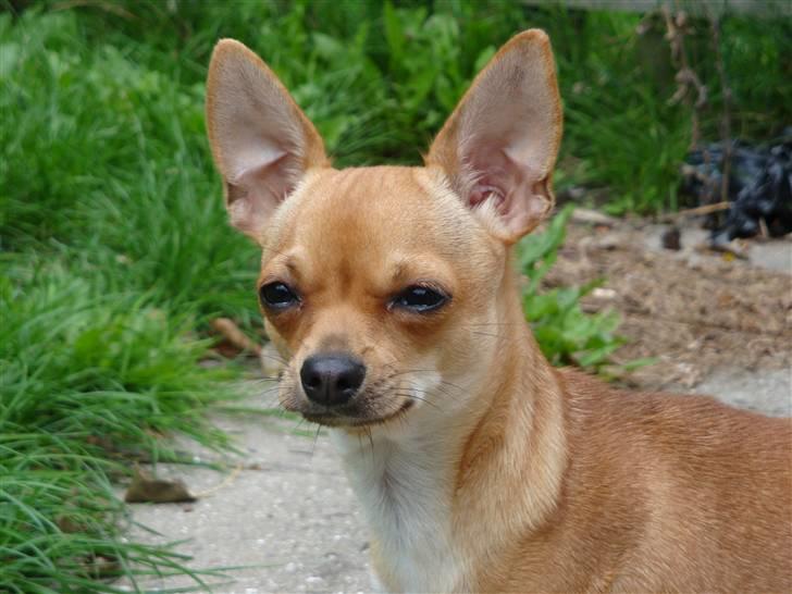 Chihuahua Ofelia billede 1