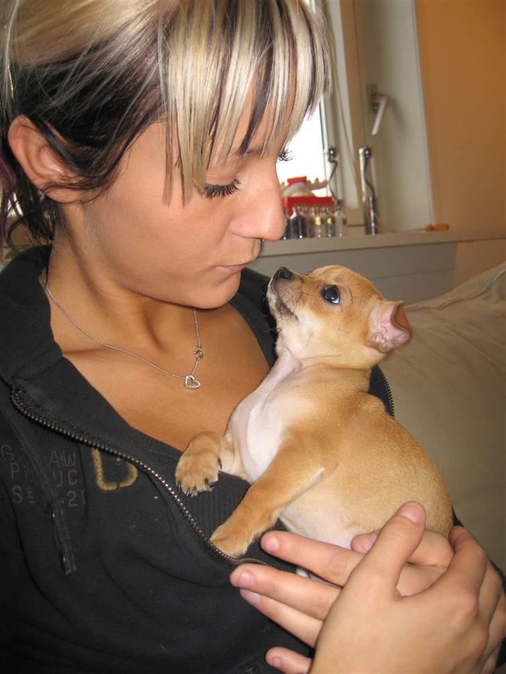 Chihuahua Ofelia billede 2