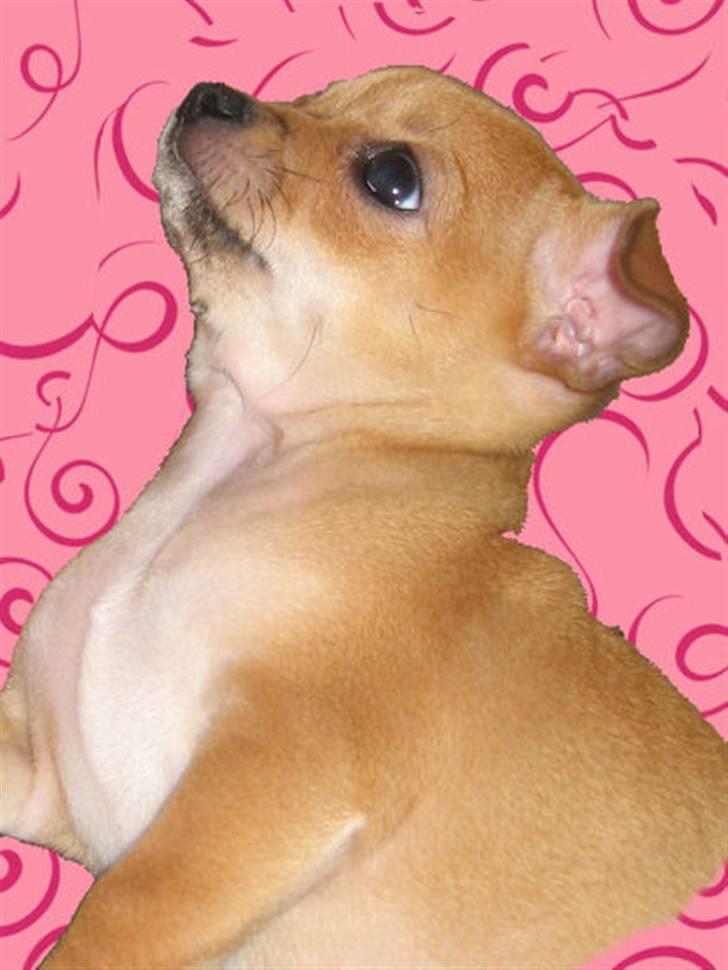 Chihuahua Ofelia billede 3