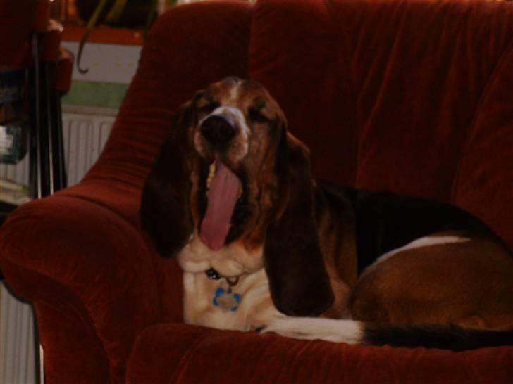 Basset hound R.I.P. 2011 George V.D Ballasthoeve - gaaab!! billede 19