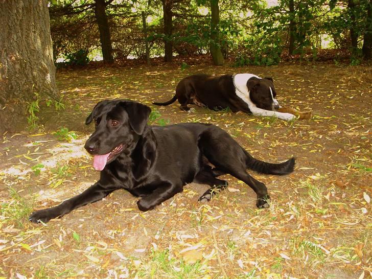 Blanding af racer - Kaldenavn Choice - Choice og Ricko billede 11