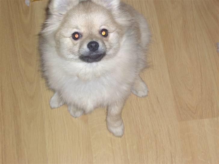 Pomeranian Tyson billede 10