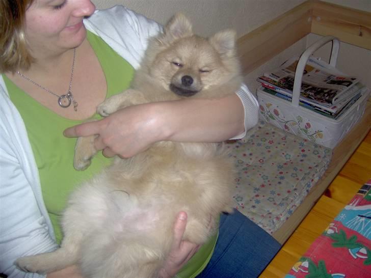 Pomeranian Tyson billede 17