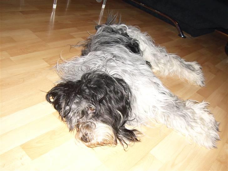 Schapendoes Valle  billede 4