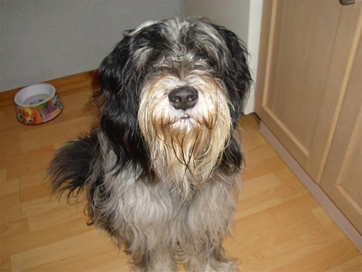 Schapendoes Valle  billede 5