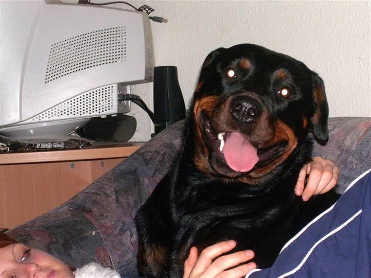 Rottweiler Elmediges Guzzi billede 7