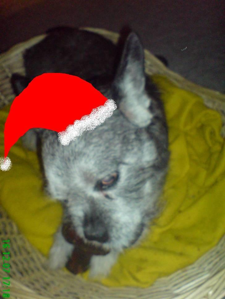 Blanding af racer Buster R.I.P. - Så fik vovserne deres julegave lidt før billede 13