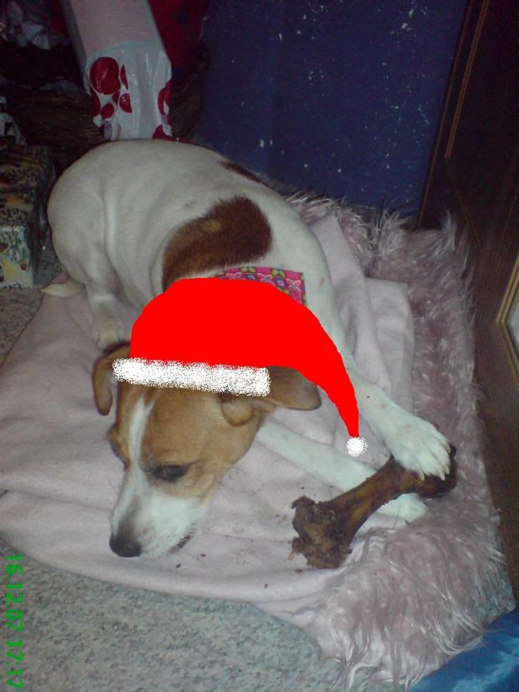 Blanding af racer Soffie (forældres hund) - Mums lækekr julegave billede 13