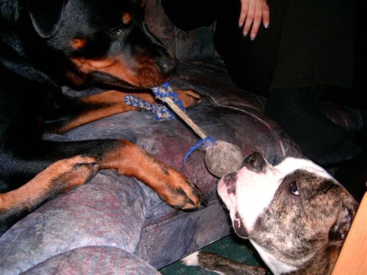 Rottweiler Elmediges Guzzi billede 9