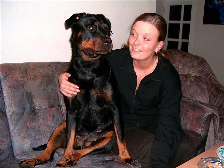 Rottweiler Elmediges Guzzi billede 10