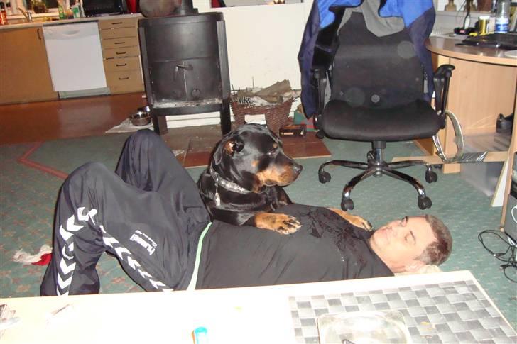 Rottweiler Elmediges Guzzi billede 11