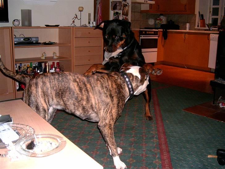 Rottweiler Elmediges Guzzi billede 12