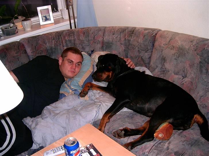 Rottweiler Elmediges Guzzi billede 13