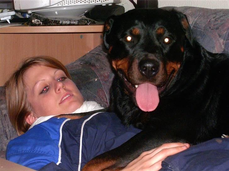 Rottweiler Elmediges Guzzi billede 14