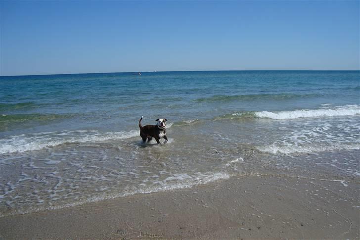 Amerikansk bulldog Margrethelunds Zjanel billede 8