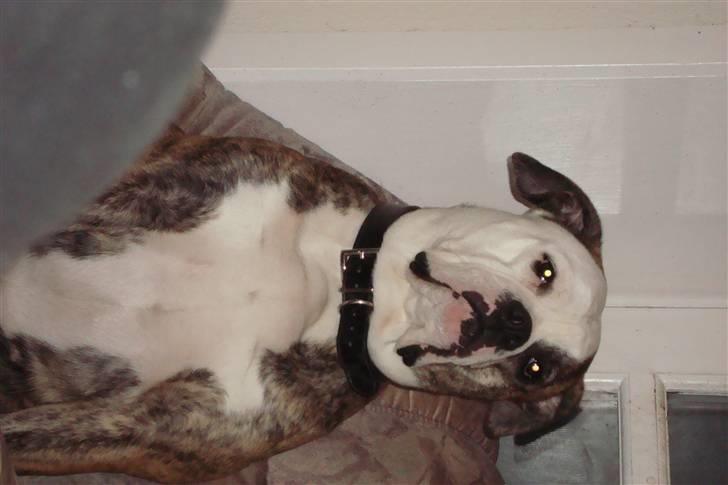 Amerikansk bulldog Margrethelunds Zjanel billede 9