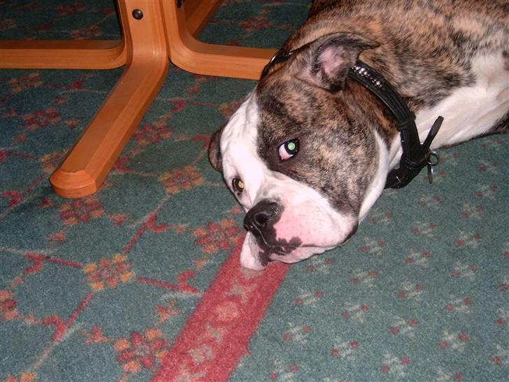 Amerikansk bulldog Margrethelunds Zjanel billede 10