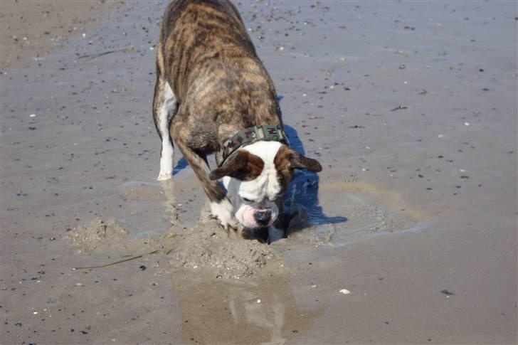 Amerikansk bulldog Margrethelunds Zjanel billede 11