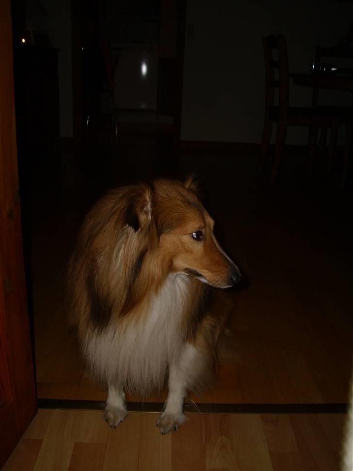 Shetland sheepdog Laban  billede 5