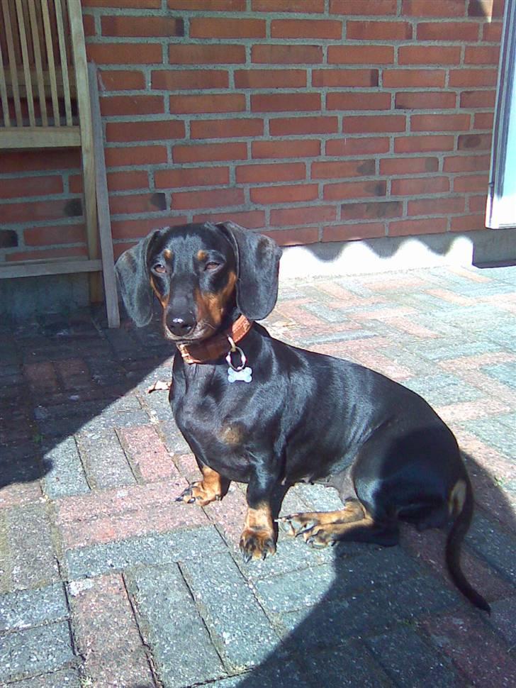 Gravhund Molly billede 3