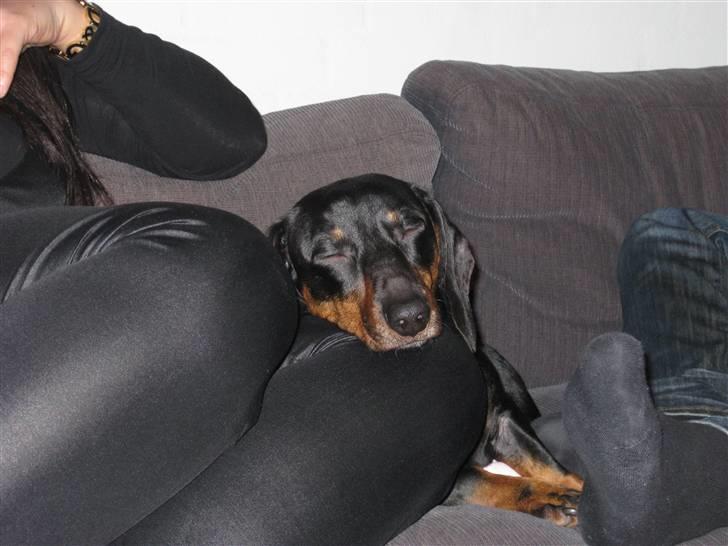 Gravhund Molly billede 4