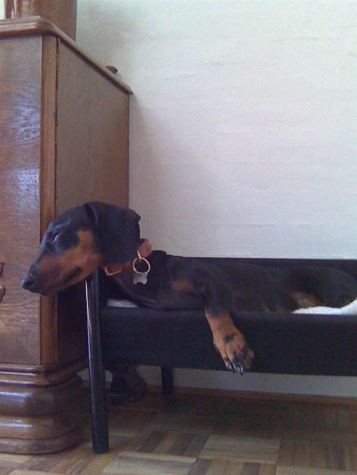 Gravhund Molly billede 5