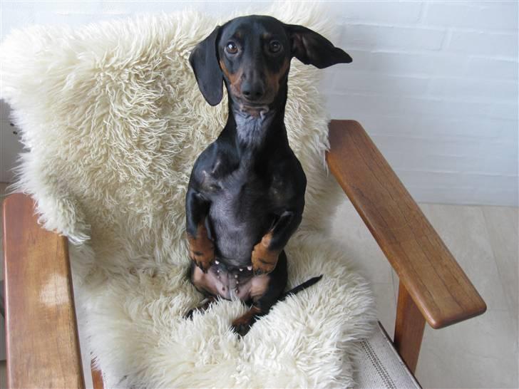 Gravhund Molly - haha :D billede 6