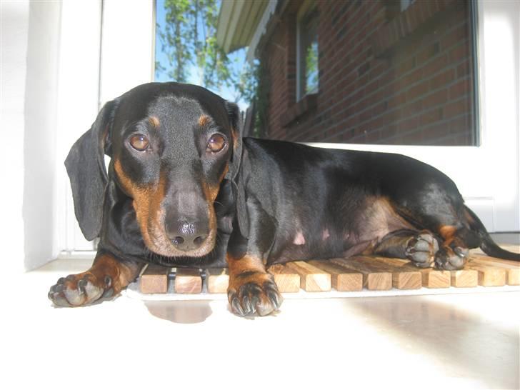 Gravhund Molly billede 7