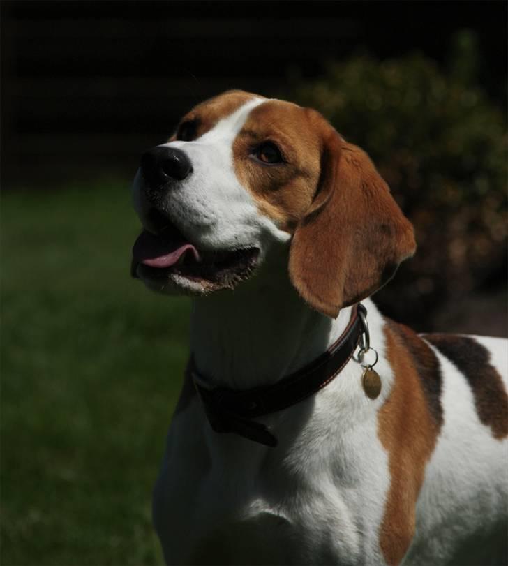 Beagle Mads / Fairytosh Mc. Cafferty - Dejligt billede af Mads :) Fotograf: Jens Hald billede 2