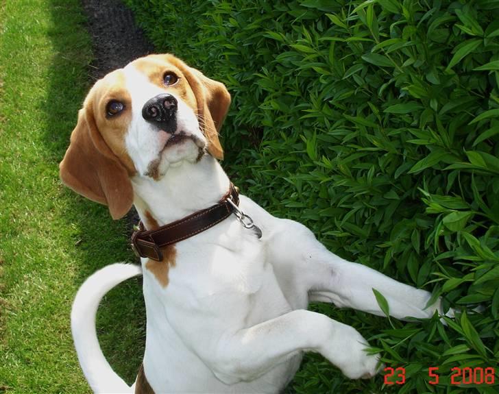 Beagle Mads / Fairytosh Mc. Cafferty - Hej =) - 23.05.08 billede 3