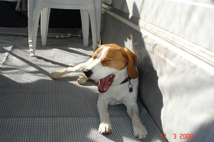 Beagle Mads / Fairytosh Mc. Cafferty - Nu er vi på camping igen, hvad skal vi lave? billede 4