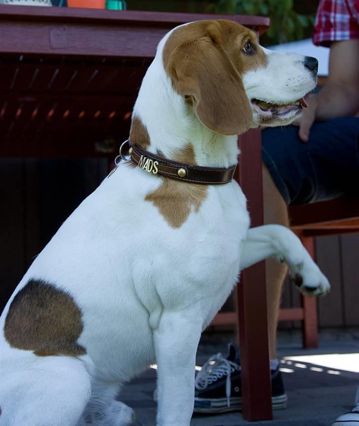 Beagle Mads / Fairytosh Mc. Cafferty - Vil du ik´ ha´ min pote? (sommeren 2010) Fotograf: Jens Hald billede 5