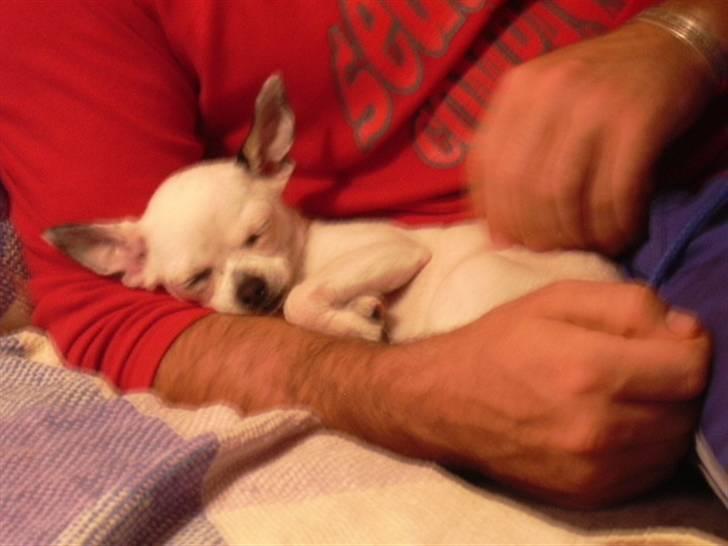 Chihuahua Louis - "Min far er altid så varm, dejlig og tryg, at ligge hos. Og han kæler altid."  billede 1