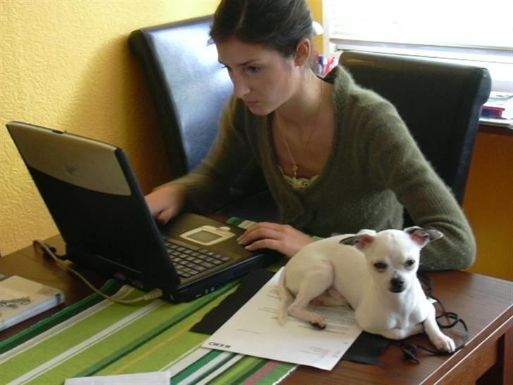 Chihuahua Louis - Jeg holder lige øje med hundene på HG. billede 2