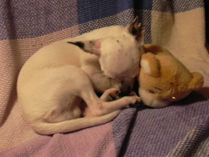 Chihuahua Louis billede 3