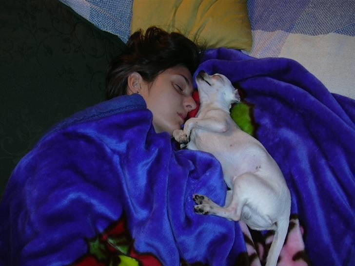 Chihuahua Louis - "Men jeg kan nu bedst lide at ligge sammen med  min mor" billede 4