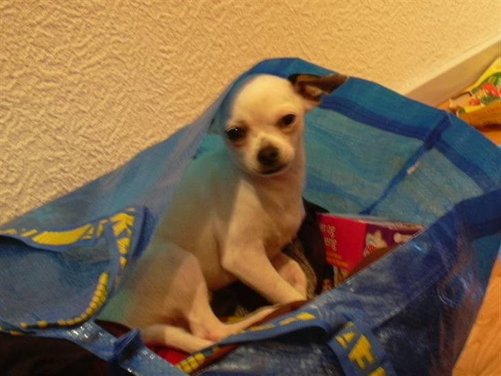 Chihuahua Louis - "Jeg elsker snavset tøj. Det dufter bare så godt, især sokkerne" billede 5