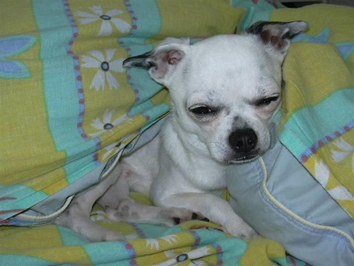 Chihuahua Louis - "Er det allerede tid til at tisse??? Jamen jeg behøver ikke!!" billede 6