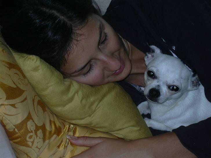 Chihuahua Louis billede 7