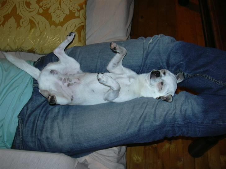 Chihuahua Louis billede 8