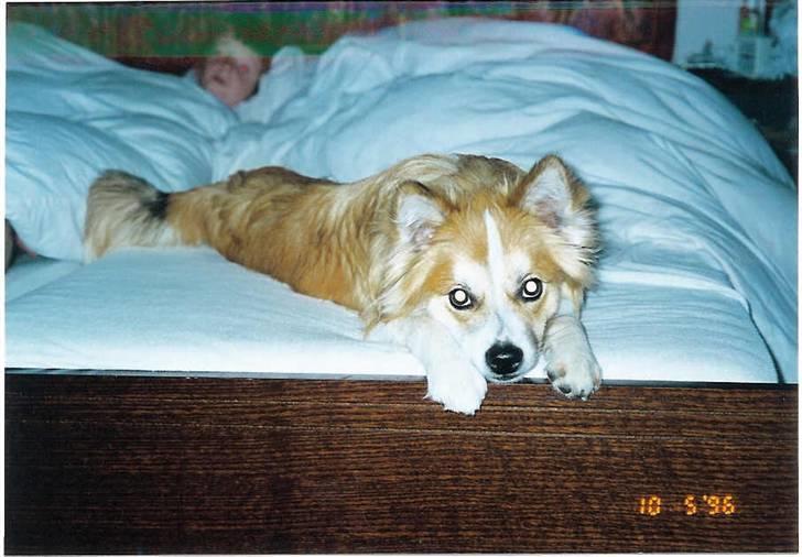 Islandsk fårehund Brana billede 11