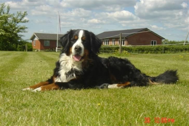 Berner sennenhund Sui billede 8